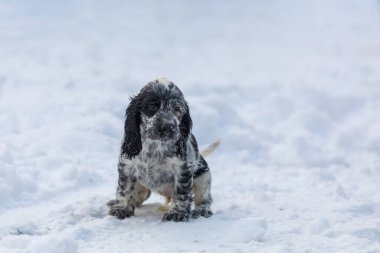 Şirin, küçük, saf köpek İngiliz Cocker Spaniel, karlı kış bahçesinde köpek yavrusu. Üreme merkezi, Avrupa şampiyonlarının torunları..