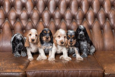 Küçük köpek, safkan İngiliz Cocker Spaniel yavruları üreme istasyonunda, Avrupa şampiyonlarının torunları.