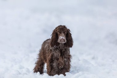 İngiliz cocker spaniel dog karlı kış bahçesinde
