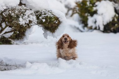 İngiliz cocker spaniel dog karlı kış bahçesinde