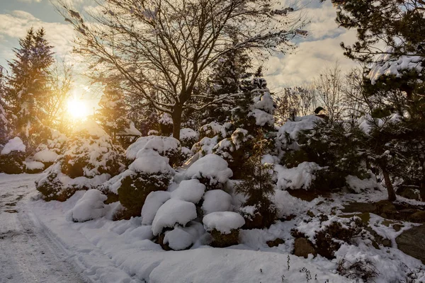 Puesta Sol Hermoso Jardín Invierno Siempreverde Con Coníferas Árboles Cubiertos —  Fotos de Stock