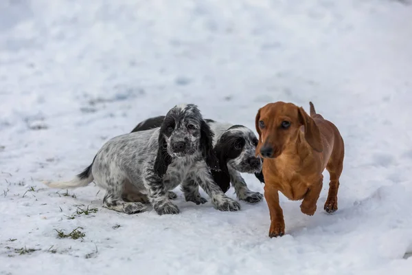 Cute Small Pure Breed Dog Russian Cocker Spaniel Dachshund Puppy — стоковое фото