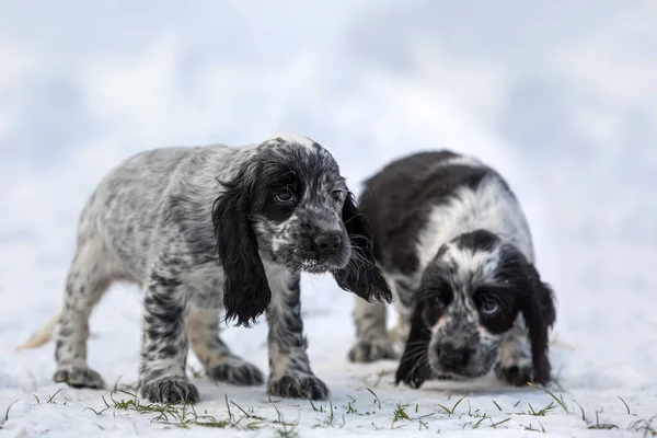 Cute Small Pure Breed Dog Russian Cocker Spaniel Puppy Snowy — стоковое фото