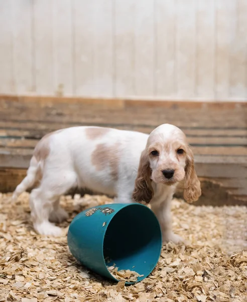 Liten Hund Söt Renrasiga Engelska Cocker Spaniel Valp Avelsstationen Ättlingar — Stockfoto