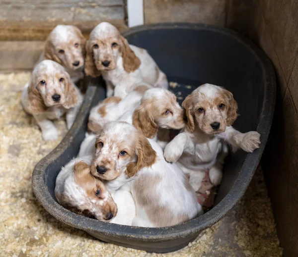 Perro Pequeño Lindo Pura Raza Inglés Cocker Spaniel Cachorros Estación — Foto de Stock