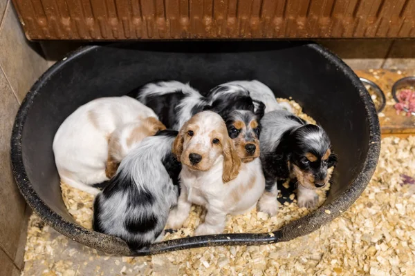 Pequeno Cão Bonito Puro Sangue Inglês Cocker Spaniel Cachorros Estação — Fotografia de Stock