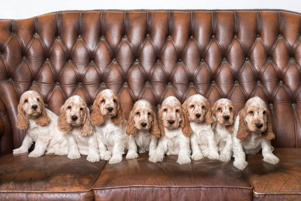 Große Englische Cockerspaniel Familie Mit Kleinen Welpen Posiert Auf Zuchtstation — Stockfoto