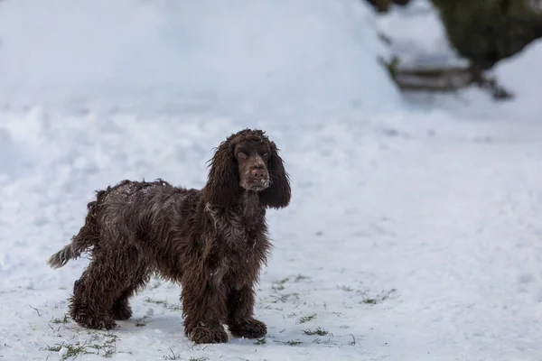 Engelska Cocker Spaniel Hund Utomhus Snöig Vinterträdgård — Stockfoto