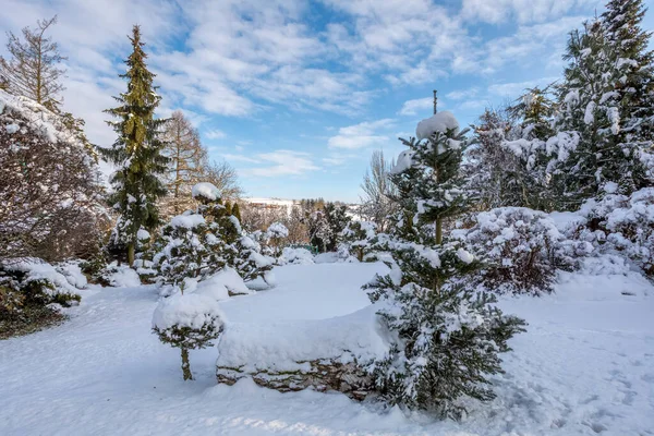 Bellissimo Giardino Inverno Sempreverde Con Conifere Alberi Ricoperti Neve Fresca — Foto Stock