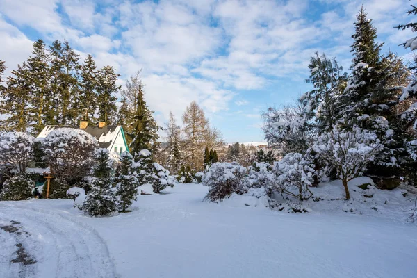 Hermoso Jardín Invierno Siempreverde Con Coníferas Árboles Cubiertos Nieve Fresca —  Fotos de Stock