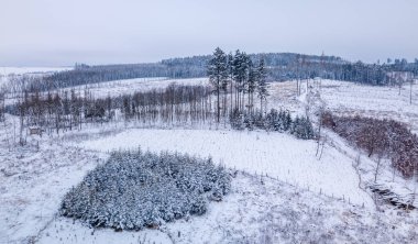 Ağaç kabuğu saldırısından sonra ormansız arazideki çam ağacının havadan görünüşü, kış teması. Çek Cumhuriyeti, Vysocina bölgesi dağlık