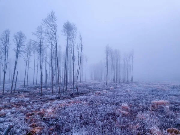 Ultimi Alberi Soli Nel Paesaggio Deforestato Dopo Attacco Scarabeo Corteccia — Foto Stock