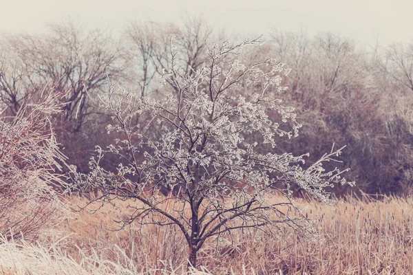 Iced Tree Shrubs Winter Wonderland Pond Landscape Winter Scenery Czech — Stock Photo, Image