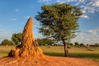 Namibya 'da, Ruacana Fall yakınlarındaki kuzey bölgesinde, tipik Afrika manzaralı termit yuvası. Afrika vahşi doğası.