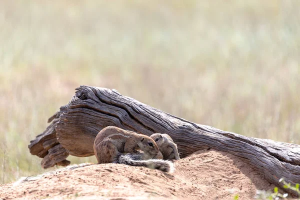 Sydafrikanska Randiga Cape Marken Ekorre Xerus Erytropus Öknen Kalahari Sydafrika — Stockfoto