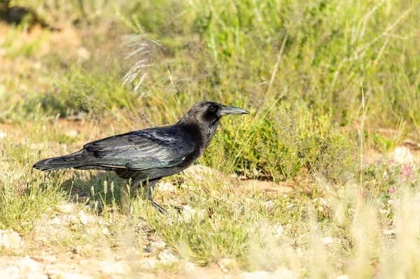 Cape Crow Corvus Capensis Μεγάλο Μαύρο Πουλί Στο Πάρκο Kgalagadi — Φωτογραφία Αρχείου