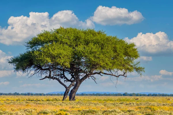 Κίτρινη Ανθισμένη Σαβάνα Ανθισμένη Έρημος Καλαχάρι Μόνη Της Πράσινο Δέντρο — Φωτογραφία Αρχείου
