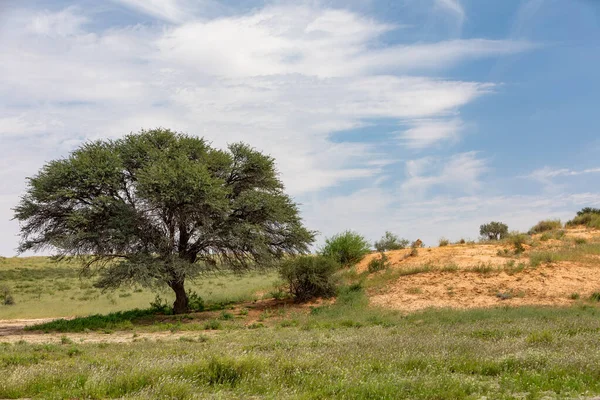 Lion Femelle Allongé Reposant Dans Désert Habitat Naturel Paysage Africain — Photo