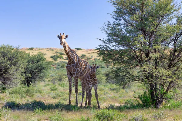 Słodka Żyrafa Cielęciem Kalahari Zielona Pustynia Porze Deszczowej Park Przygraniczny — Zdjęcie stockowe
