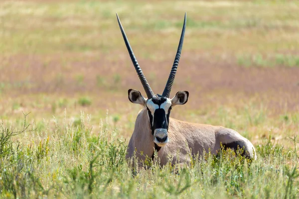 Riposo Comune Gemsbok Oryx Gazella Kalahari Deserto Verde Con Erba — Foto Stock