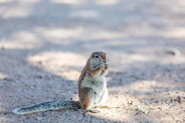 South African striped cape ground squirrel, Xerus erythropus,in desert Kalahari, South Africa safari wildlife