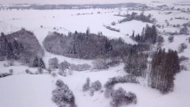 Ormansız arazideki çam ağacının havadan görünüşü