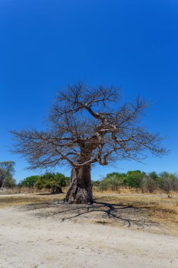 Mavi gökyüzüne karşı heybetli yaşlı baobab ağacı (Adansonia digitata) - Ngoma, Botswana Zimbabwe sınırı
