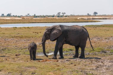 Afrikalı fil anne Botswana 'daki Chobe Nehri Ulusal Parkı' nda küçük bebeğe bakar. Afrika safarisi vahşi yaşam