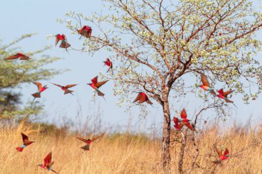 Afrika 'nın başkenti Caprivi Namibya' da Zambezi nehrinin kıyısındaki büyük (Merops nubicoides) yuvalama kolonisinde uçan kuş sürüsü.