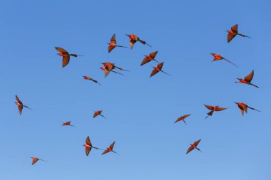 Afrika 'nın başkenti Caprivi Namibya' da Zambezi nehrinin kıyısındaki büyük (Merops nubicoides) yuvalama kolonisinde uçan kuş sürüsü.