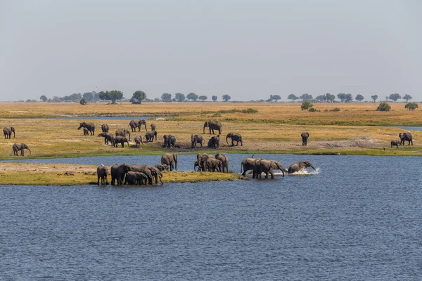 Banho Elefante Africano Parque Nacional Rio Chobe Botsuana África Safari — Fotografia de Stock