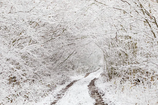Зимовому Чудернацькому Ландшафті Вирубане Дерево Кущі Дерево Вкрите Морозом Снігом — стокове фото
