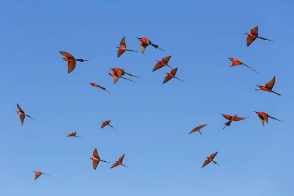 Fliegender Schwarm Der Nördlichen Karminbienenfresser Einer Großen Brutkolonie Von Merops — Stockfoto