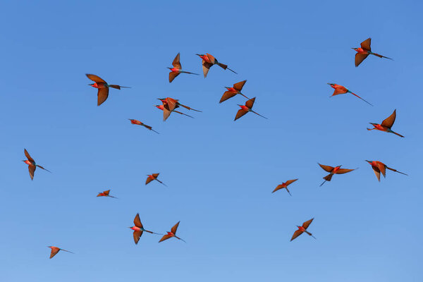 flying flock of Bird Northern Carmine Bee-eater in large nesting colony of (Merops nubicoides) on bank of the Zambezi river in Caprivi Namibia, Africa