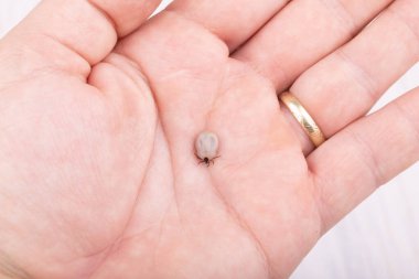 Tik (Ixodes ricinus) insan derisi kanla doludur. Tehlike böceği, Lyme hastalığının nedensel faktörleri ve kene kaynaklı beyin iltihabı gibi hem bakteriyel hem de viral patojenleri yayabilir..