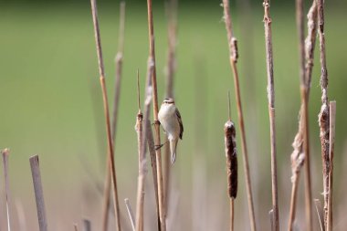 Sazlıkların üzerinde oturan ötücü kuş Sedge warbler (Acrocephalus schoenobaenus). Doğal ortamında öten küçük bir kuş. Bahar geldi. Çek Cumhuriyeti, Avrupa yaban hayatı