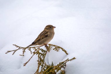 Avrasya ağaç serçesi dişi (Passer montanus), serçe familyasından geçen beyaz kar arka planlı, çiçek açan ağaca tünemiş bir kuş. Çek Cumhuriyeti Avrupa vahşi yaşamı