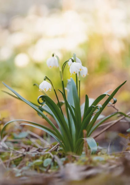 Mooie Bloem Witte Lente Sneeuwvlok Leucojum Vernum Het Voorjaar Bos — Stockfoto