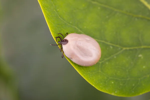 Tick (Ixodes ricinus) walks on green leaf. Danger insect can transmit both bacterial and viral pathogens such as the causative agents of Lyme disease and tick-borne encephalitis.