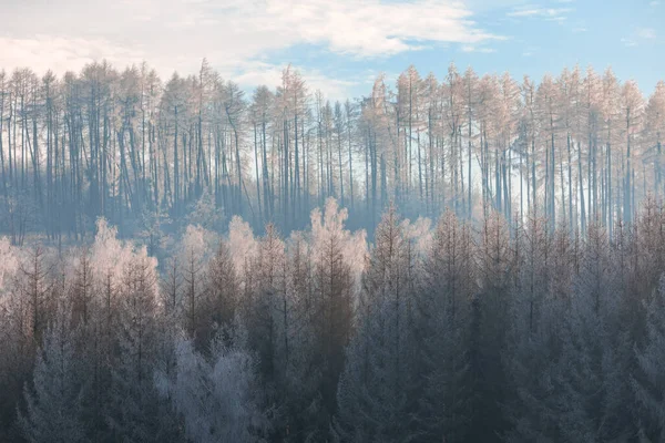 Ruhige Winterlandschaft Mit Schneebedeckten Bäumen Nach Starkem Schneefall Und Frost — Stockfoto