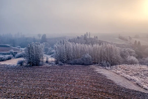 Güneş Doğarken Sisli Bir Ağaç Siluetiyle Kışın Sisli Sisli Kır — Stok fotoğraf