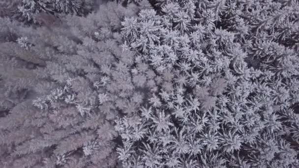 Bovenaanzicht vanuit de lucht van prachtige winterwoudboomtoppen. — Stockvideo