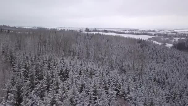 Vlucht over prachtige winterwoudboomtoppen. — Stockvideo