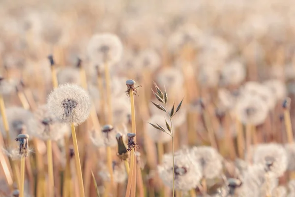 Beautiful Dandelion Flower Shallow Focus Springtime Natural Spring Background Blooming — Stock Photo, Image