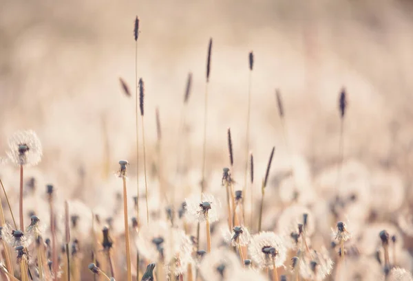 Beautiful Dandelion Flower Shallow Focus Springtime Natural Spring Background Blooming — Stock Photo, Image