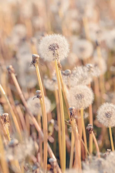 Beautiful Dandelion Flower Shallow Focus Springtime Natural Spring Background Blooming — Stock Photo, Image