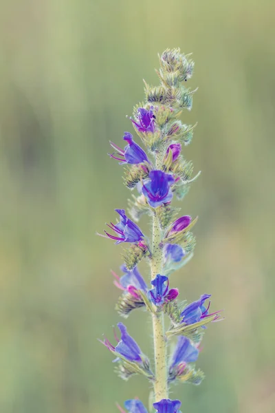 Piękne Dzikie Kwiaty Trujące Roślin Echium Vulgare Viper Chrząszcz Blueweed — Zdjęcie stockowe