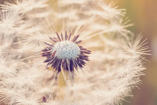 Beautiful Dandelion Flower Shallow Focus Springtime Natural Spring Background Blooming — Stock Photo, Image