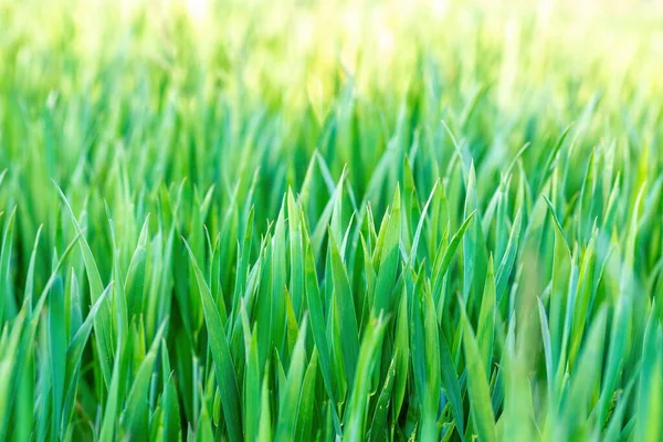 Gras Weide Abstracte Kleur Toon Lente Achtergrond Met Ondiepe Focus — Stockfoto