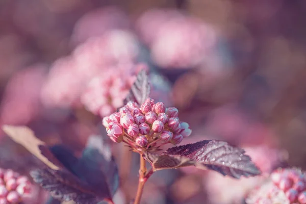 Maroon Czerwone Liście Różowe Kwiaty Głowa Physocarpus Opulifolius Wiosennym Ogrodzie — Zdjęcie stockowe